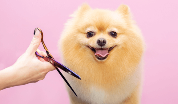 Pet Care