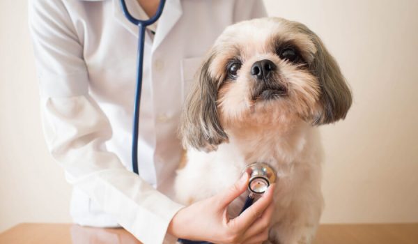 Pet Clinic