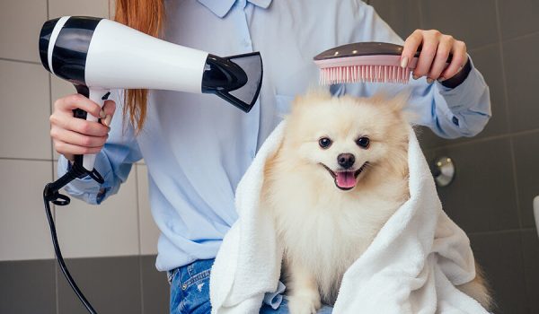 Mobile Pet Grooming