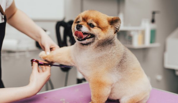 Pet Care