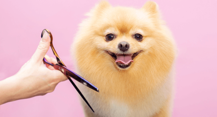 60_afi_article1_dog-grooming-techniques